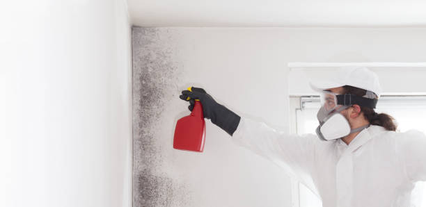 Best Attic Mold Remediation in Kenly, NC